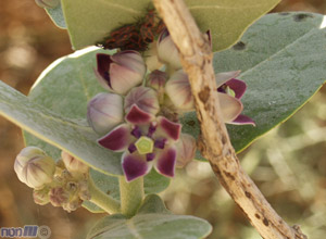 פתילת המדבר : פרח