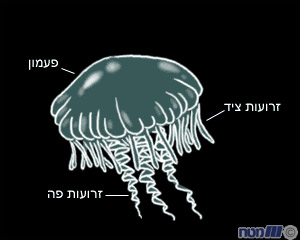 גוף המדוזה