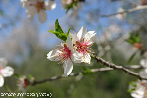 שקד