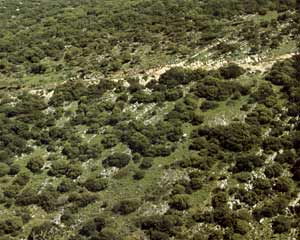 חורש פתוח : הר דבורה