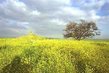 פריחה אביבית באזור לכיש