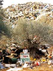 קיר הזבל המאיים לקבור את מטע הזיתים העתיק