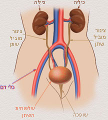 הכליות ומערכת השתן