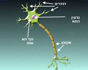 תא עצב