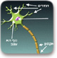 הנוירון והדחף העצבי