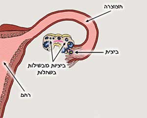 ביוץ