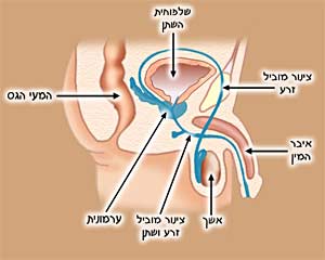 אברי המין הגבריים