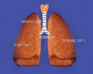 הסימפונות