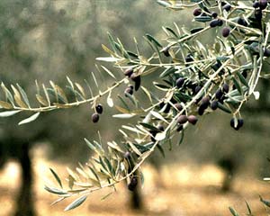 ענף עץ זית ופירותיו